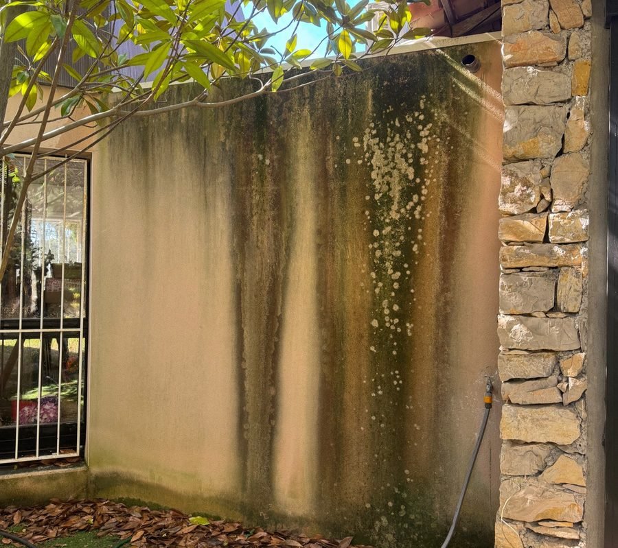 Mur avec mousses et moisissures avant nettoyage